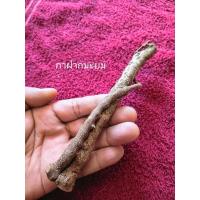 ราคา กาฝากมะยม.กาฝากขนุน.กาฝากต้นยอ.ไม้มงคล..ไม้ทนศิทธิ์ พุฒคุลเจรจาค้าขายดีนักแล (5194537139)