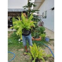 ราคา เฟิร์นบอสตันด่าง กอใหญ่แน่นกระถาง (3022044685)