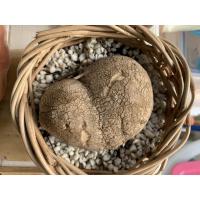 ราคา บัวบกโขด รูปทรงแปลกๆ (4446259355)