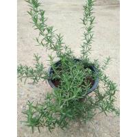 ราคา ขายต้น"โรสแมรี่" พันธ์ุเลื้อยกระถาง 8 นิ้ว สมุนไพรฝรั่ง ต้นโรสเมรี (8159505291)