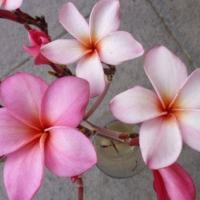 ราคา 10 เมล็ด ลีลาวดี ลั่นทม Plumeria Seeds สายพันธุ์ Plumeria Harney (22188959369)