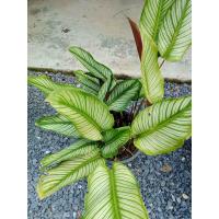 ราคา คล้านางพิมพ์ 1ต้น(ถอนล้างราก) ปกปักษ์รักษาเมตตามงคล ต้นคล้านางพิมฺ นางพิมพ์ เสน่ห์นางพิมพ์ ต้นคล้าเสน่ห์นางพิมพ์ (22059317689)