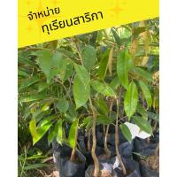 ราคา ทุเรียนสาลิกา อำเภอกะปง จังหวัดพังงา (27015001149)