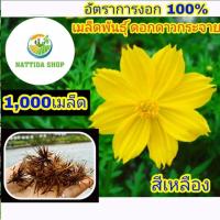ราคา 1,000 เมล็ดพันธุ์ ดอกดาวกระจาย สีเหลือง ดาวกระจายสีเหลือง (4968689619)