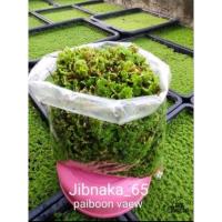 ราคา แหนแดงไมโครฟิลล่า แหนแดง1โลแถม5ขีด (9579521257)