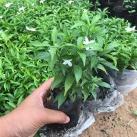 ราคา ต้นพุดศุภโชคจัดเซ็ต 20 ต้น 30 ต้น (3933398040)