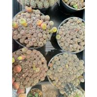 ราคา เฟเรียไม้เพาะเมล็ดพอต6นิ้ว (26456841894)