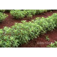ราคา เมล็ด 250 Rebaudiana เมล็ดสมุนไพรใบหวานสำหรับข้าวโพดข้าวโพดหวานธรรมชาติ ข้าวโพด (22235338446)
