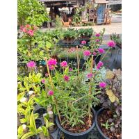 ราคา ต้นบานไม่รู้โรยแคระ ❤️ต้นไม้หายาก❤️ #บานไม่รู้โรยแคระ Globe amaranth (26618502248)