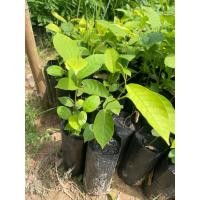 ราคา ต้นพยอม (ชุด4ต้น119บาท )ดอกสีขาวมีกลิ่นหอม ไม้มงคล จัดส่งตรงปก เคลมฟรี มีเก็บเงินปลายทาง (26001160838)