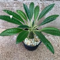 ราคา มะพร้าวทะเลทราย (Dorstenia) (8491609092)