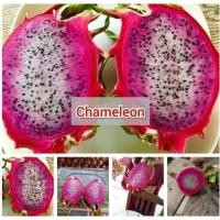 ราคา ต้นพันธุ์แก้วมังกรคาเมเลี่ยนหรือ 2 สี (9253462924)