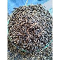 ราคา ✔️เมล็ดพันธุ์ข้าวข้าวก่ำเหนียวดำ1กก. (10779717039)