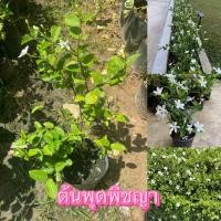 ราคา ต้นพุดพิชญา ราคาต้นละ 95 พร้อมส่ง (45851512655)