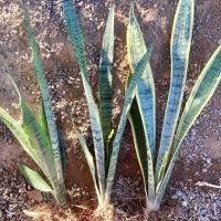 ราคา ต้นลิ้นมังกร 3 ต้น พร้อมปลูก ต้นไม้ฟอกอากาศ ปลูกในห้องนอน ปลูกในบ้านได้ (57906333784)