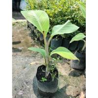 ราคา กล้วยน้ำว้ามะลิอ่อง. (23832904640)