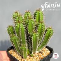 ราคา ยูโฟเบีย Euphorbia Fruticosa แคคตัส กระบองเพชร cactus&succulent (4778656092)