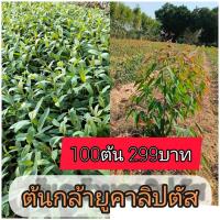 ราคา ต้นกล้ายูคาลิปตัส พืชเศรษฐกิจปลูกง่ายโตเร็วคืนทุนไว้ ชุด 100 ต้น ราคา 299 บาท ความสูงประมาณ 12-16 เซน. (50505677672)