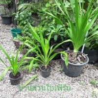 ราคา ต้นจันผา จันผา จันทร์ผา เพาะจากเมล็ด ในกระถาง 5.5-6 นิ้ว (5801179938)