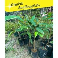 ราคา จำหน่ายต้นกล้าทุเรียนมูซังคิง (8497378693)