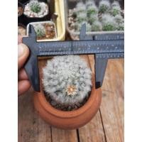 ราคา แมมขนแกะ(Mammillaria bocasana) (10952885032)