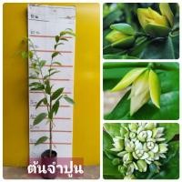 ราคา #ต้นจำปูน ชุด2ต้น ไม้หอมเริ่มหายาก ต้นสวยๆน่าปลูก (17495758295)