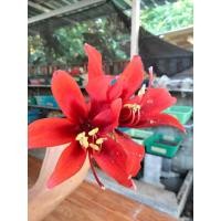 ราคา ว่านสี่ทิศ สี่ทิศคาริน่า ขนาดเล็ก(12-15cm) ว่านสี่ทิศคาริน่า สี่ทิศสีแดง (22666086207)