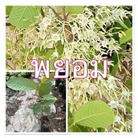 ราคา ต้นพะยอม พะยอม ไม้เศรษฐกิจ ไม้มงคล ไม้ประดับ ดอกหอม ต้นกล้าสวยแข็งแรง (23990635019)