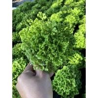 ราคา เฟิร์นกนกนารี กระถาง4 นิ้ว ☘️☘️☘️ (8101302584)