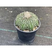 ราคา แอสโตรไฟตั้ม แอสทีเรียส ซุปเปอร์คาบูโตะ (กระบองเพชร) (53057566626)