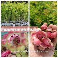 ราคา #ต้นมะขามเทศสีชมพู ตอนกิ่ง ต้นสวยๆคะ (10779338626)
