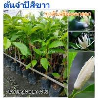 ราคา ต้นจำปีสีขาว จำปีร้อยมาลัย ทุกต้นพร้อมออกดอก #ความสูง 60-90ซม. (พร้อมส่ง) (5033151560)