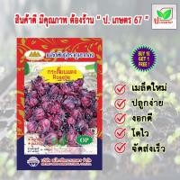 ราคา เมล็ดพันธุ์ กระเจี๊ยบแดง ตราภูเขาทอง ผักซอง ผักสวนครัว ป. เกษตร 67 (15143793737)