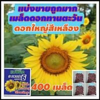 ราคา แบ่งขาย400เมล็ด เมล็ดดอกทานตะวัน ดอกใหญ่ สีเหลืองสด เมล็ดดอกทานตะวัน ทนแดด ดอกทานตะวัน เมล็ดพันธุ์ดอกทานตะวัน (6534494632)