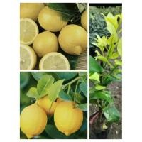 ราคา ต้นเลมอนลิสบอน ผลสีเหลืองหอม สูง 60-80ซ.ม แบบกิ่งตอน (28558194176)