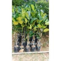 ราคา ต้นขนุนทองมาเลย์ ต้นทาบกิ่ง80ซม. (26377544288)