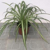 ราคา ว่านเศรษฐีเรือนใน Spider Plant (ต้นแมงมุม) กระถาง 6 นิ้ว (18551661975)