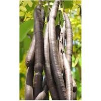 ราคา ฝักคูณ/ฝักราชพฤกษ์ จำนวน 50 ฝัก (50751951895)