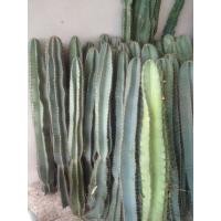 ราคา กระบองเพชรยักษ์ คอนโดนางฟ้า ขนาด 150 cm. (26592645882)