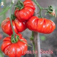 ราคา เมล็ดพันธุ์ มะเขือเทศ คอสโตลูโต ( Pearl Tomato Seeds) บรรจุ 200 เมล็ด คุณภาพดี ของแท้ 100% (41524693494)