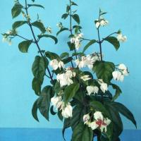 ราคา มังกรคาบแก้วหรือพวงเงิน (7140488561)