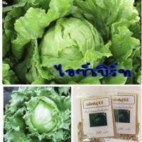 ราคา เมล็ดพันธุ์ ผักกาดหอมไอซ์เบิร์ก 200 เมล็ด Iceberg lettuce ผักกาดหอม ผักสลัด (1539276653)