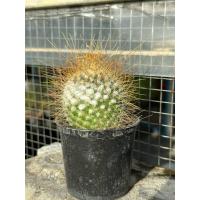 ราคา Parodia aureispina(พาโรเดีย หนามตะขอ) (40356615122)