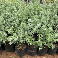 ราคา ต้นนีออน นีออนเงิน ต้นนีออนเงิน นีออนแคะ ขนาด 15-20 ซม ถุง 2นิ้ว (23290739128)