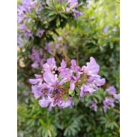 ราคา ต้นม่วงเจริญหรือหลินซาน ต้นไม้ความหมายดี ดอกสีม่วง ดอกเล็กน่ารักๆงานกระถาง8นิ้ว (42702014808)