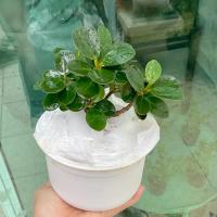 ราคา ต้นช้อนเงินช้อนทอง เปลี่ยนกระถางขาว ทรงทำบอนไซ (10834750880)