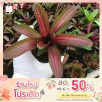 ราคา Zoe สายรุ้ง สับปะรดสี#bromeliad# นีโอ#neo# ต้นไม้สวยงาม# ไม้ประดับ# ตกแต่งบ้าน#bromeliad# ไม้ประดับ# ไม้มงคล (16406267845)