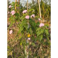 ราคา ผักบุ้งต้น☘️ตัดสด ชุด 4 กิ่ง 20 บาท ☘️ผักบุ้งสวรรค์ ☘️ ผักบุ้งฝรั่งอ่านรายละเอียดก่อนสั่งซื้อ (41378336275)