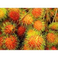 ราคา ต้นเงาะนาสารหรือเงาะโรงเรียนต้นละ100บ (7781759530)