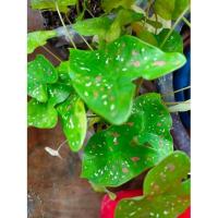 ราคา ต้นบอนสี สาวน้อยปะแป้ง ไม้ประดับสวน (13634774634)